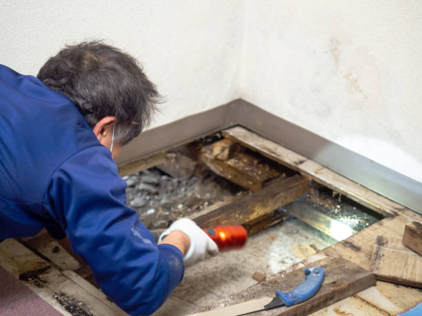 Best Basement Mold Remediation in Forest Park, GA