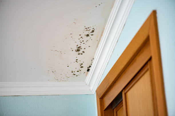 Best Commercial Mold Remediation in Forest Park, GA