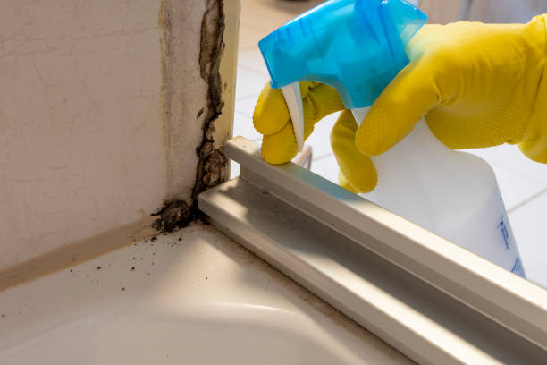 Best Black Mold Remediation in Forest Park, GA