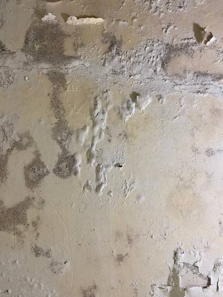 Best HVAC Mold Remediation in Forest Park, GA