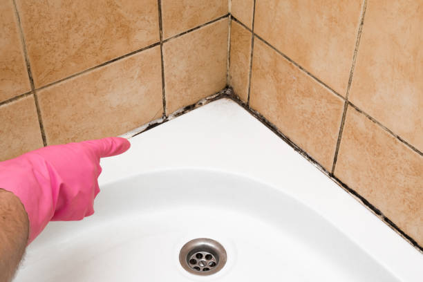 Best Health and Safety Mold Remediation in Forest Park, GA